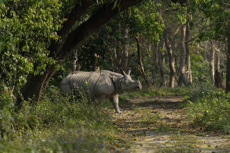 Indian rhinoceros, Kaziranga National Park