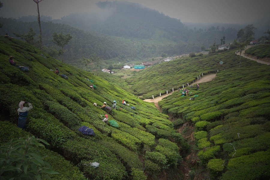 Tea gardens in the Kannan Devan Hills, Munnar