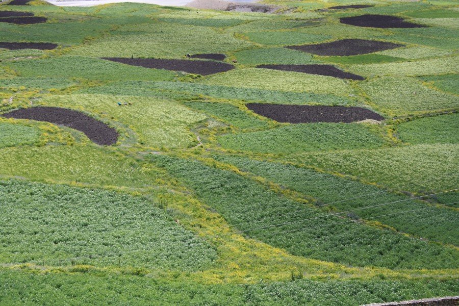 Fields below Key Monastery, Spiti Valley