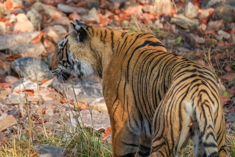 Bengal tiger, Ranthambore National Park