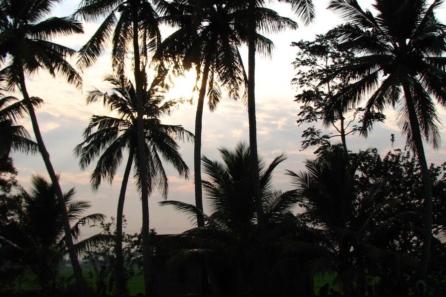 Sunset through the palm trees of the Keralan backwaters.